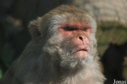 Macaca mulatta