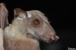 Hypsignathus monstrosus