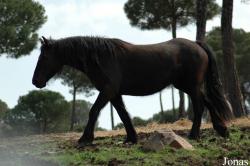 Equidae