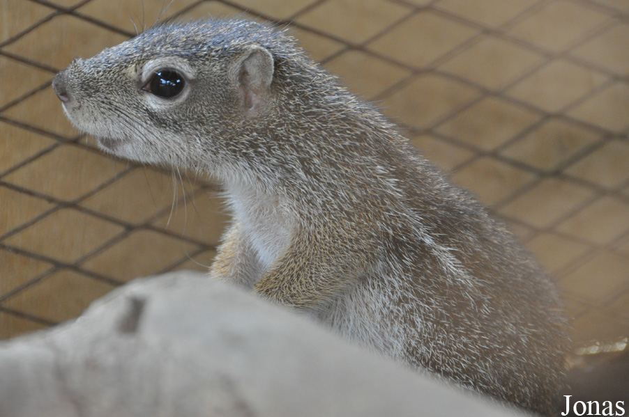 Kumasi Zoo