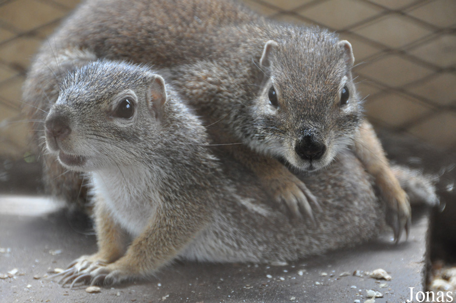 Kumasi Zoo