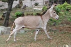 Kumasi Zoo