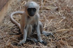 Semnopithecus entellus