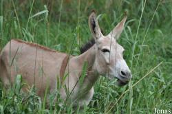 Kumasi Zoo
