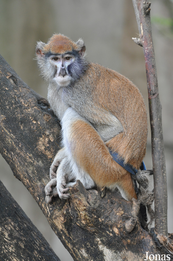 Kumasi Zoo