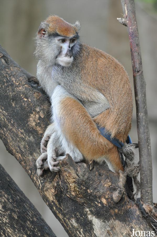 Kumasi Zoo