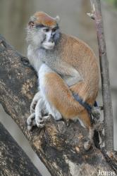 Kumasi Zoo