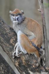 Kumasi Zoo