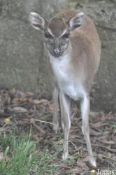 Kumasi Zoo