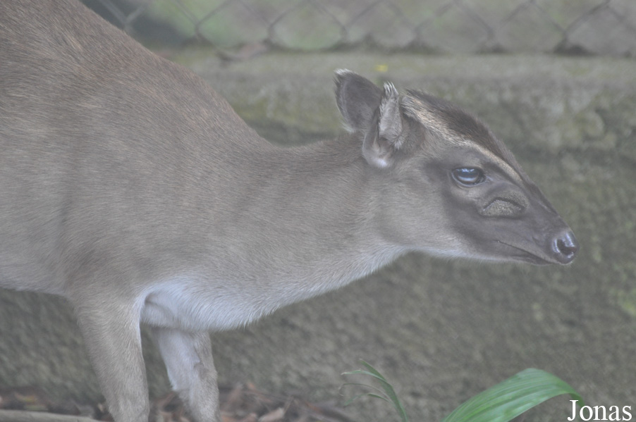 Kumasi Zoo