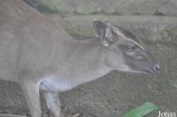 Kumasi Zoo