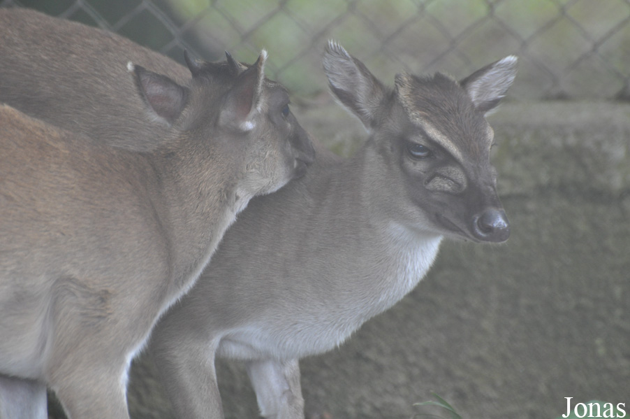 Kumasi Zoo