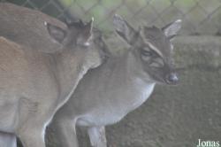 Kumasi Zoo