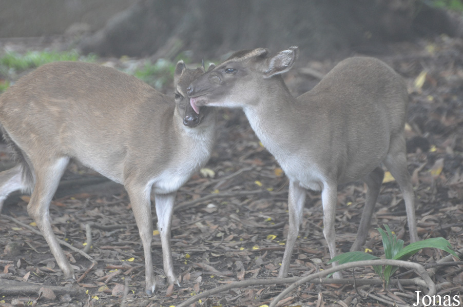Kumasi Zoo