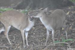 Kumasi Zoo