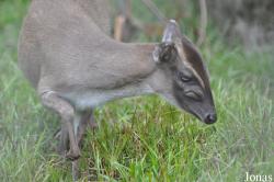 Kumasi Zoo