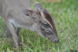Kumasi Zoo