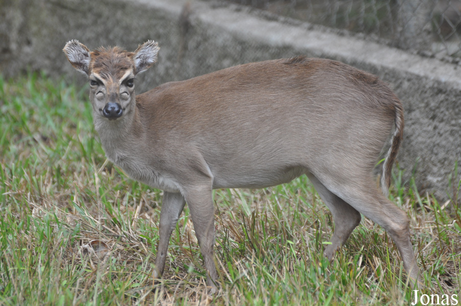 Kumasi Zoo