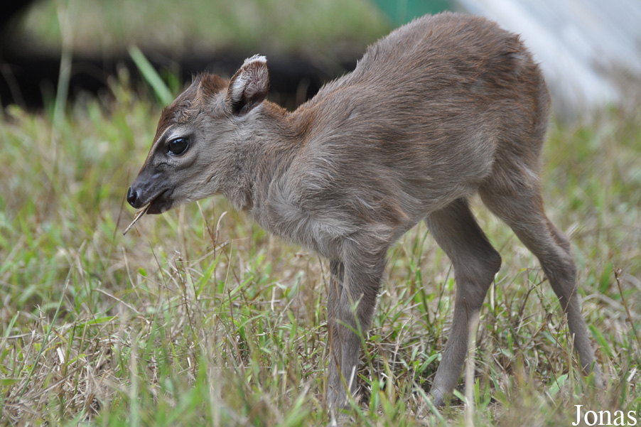 Kumasi Zoo