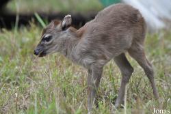 Kumasi Zoo