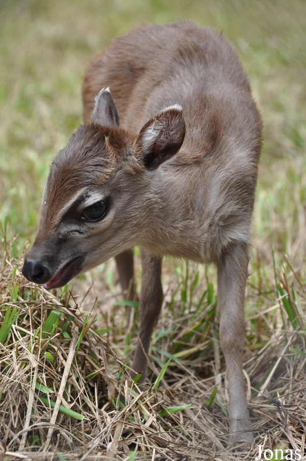 Kumasi Zoo