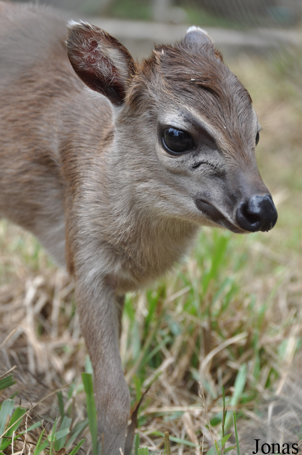Kumasi Zoo