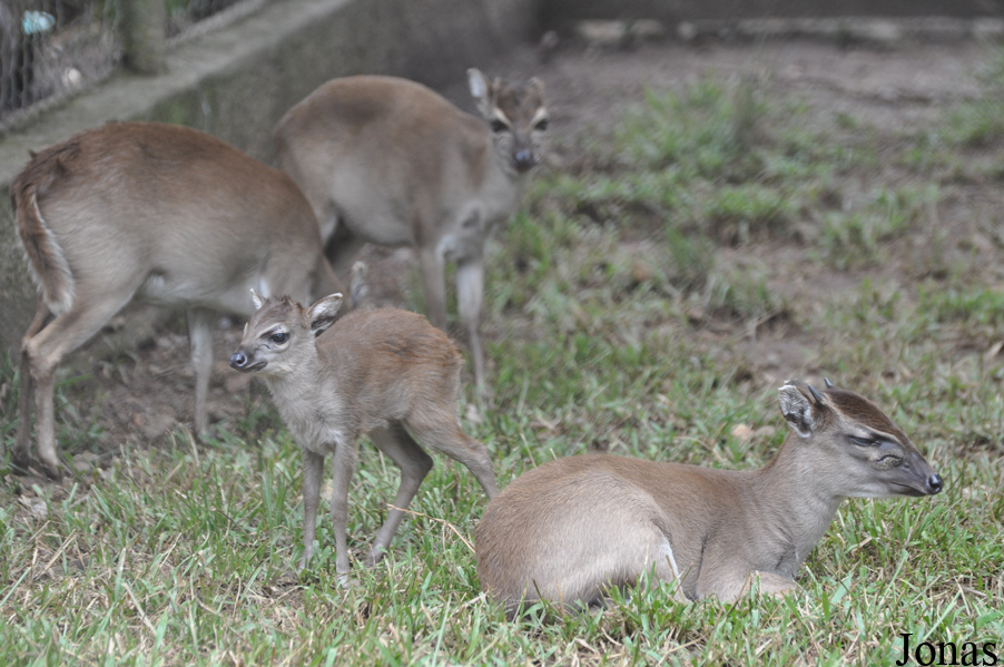 Kumasi Zoo