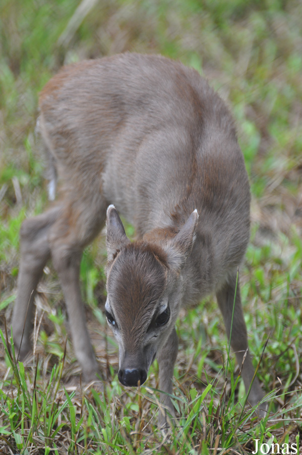 Kumasi Zoo