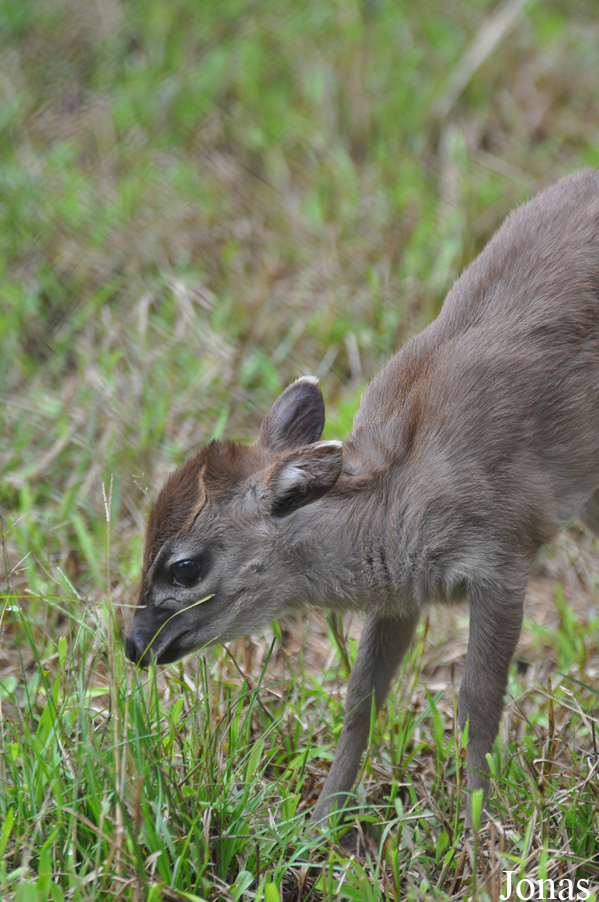 Kumasi Zoo