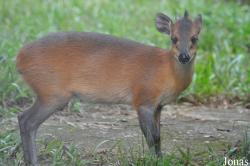 Kumasi Zoo
