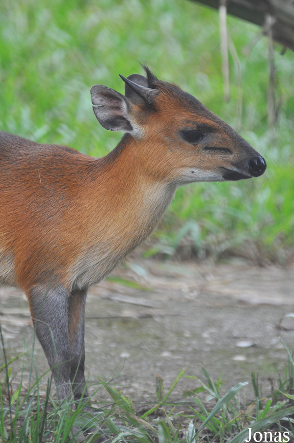 Kumasi Zoo