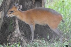 Kumasi Zoo