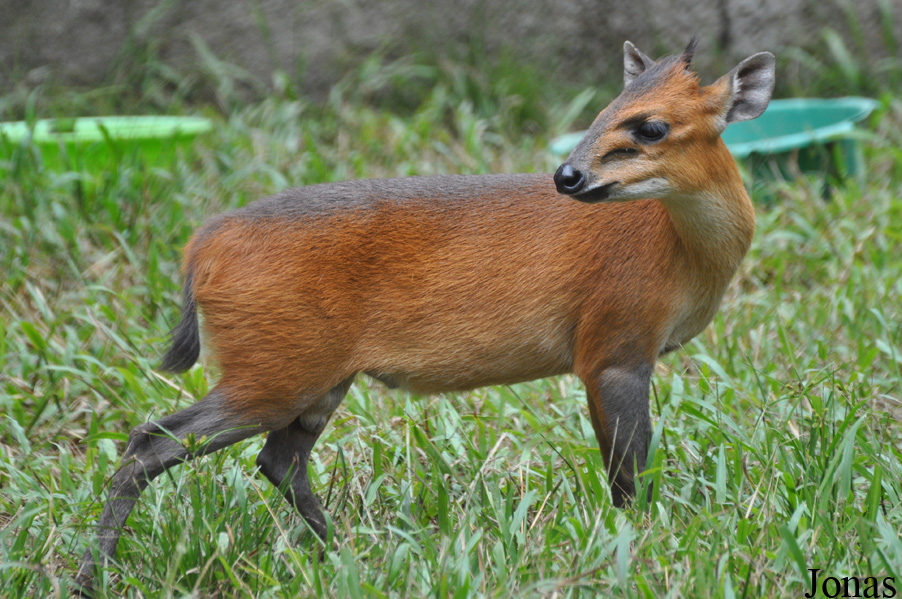 Kumasi Zoo