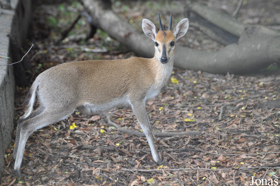 Kumasi Zoo