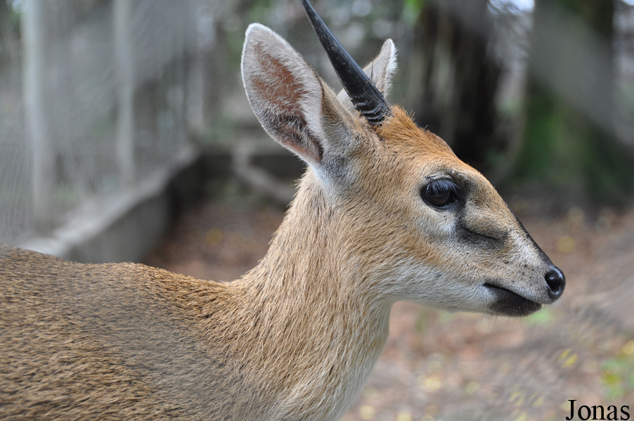 Kumasi Zoo