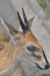 Kumasi Zoo