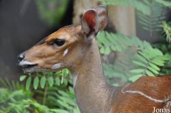 Kumasi Zoo