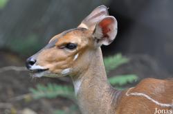 Kumasi Zoo