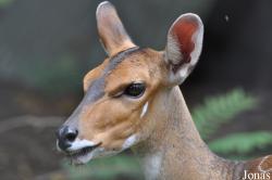 Kumasi Zoo