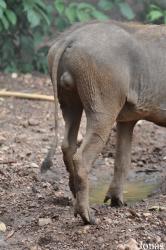 Kumasi Zoo