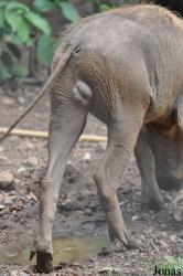 Kumasi Zoo