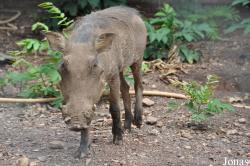 Kumasi Zoo