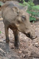 Kumasi Zoo