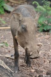 Kumasi Zoo