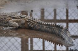 Kumasi Zoo