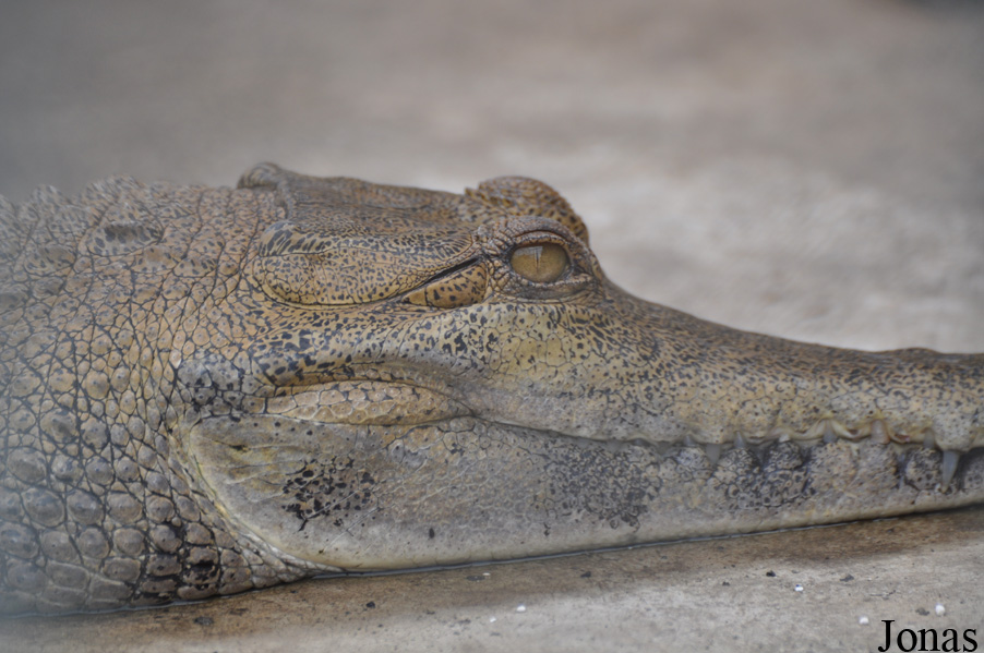Kumasi Zoo