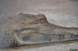 Kumasi Zoo