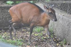Kumasi Zoo
