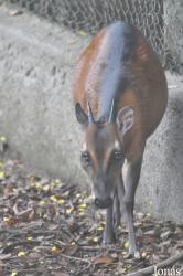Kumasi Zoo
