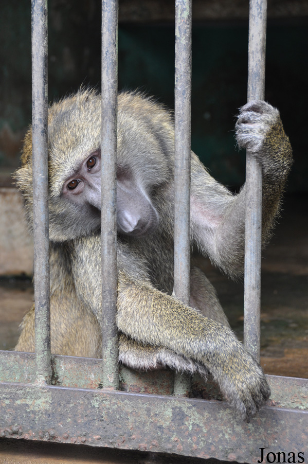 Kumasi Zoo